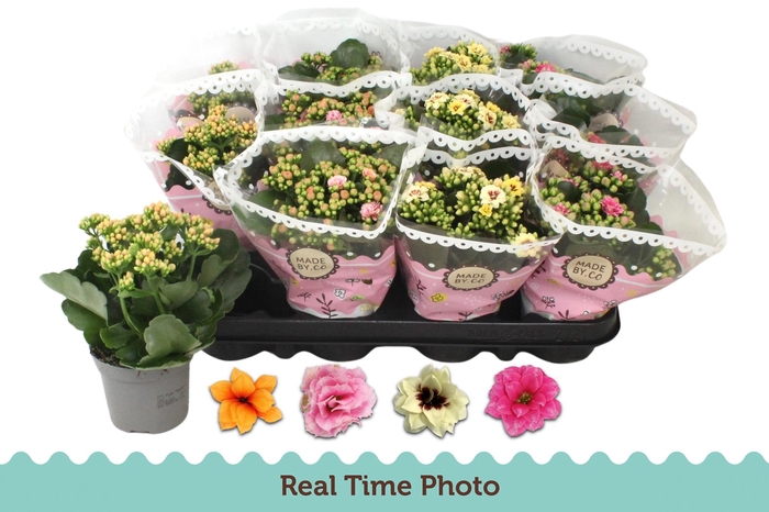 <h4>KAL GE GEM TWEEKL BL</h4>