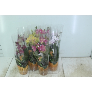 PHALAENOPSIS MINI P09 2 HT
