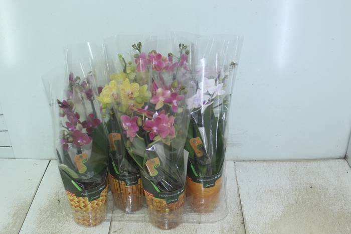 <h4>PHALAENOPSIS MINI P09 2 HT</h4>