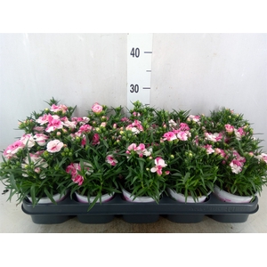 Dianthus  'Sprint Pink and Proud'