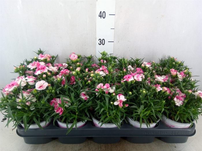 <h4>Dianthus  'Sprint Pink and Proud'</h4>