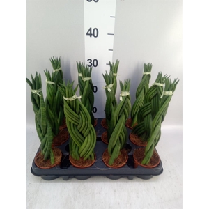 Sansevieria cyl.  ...