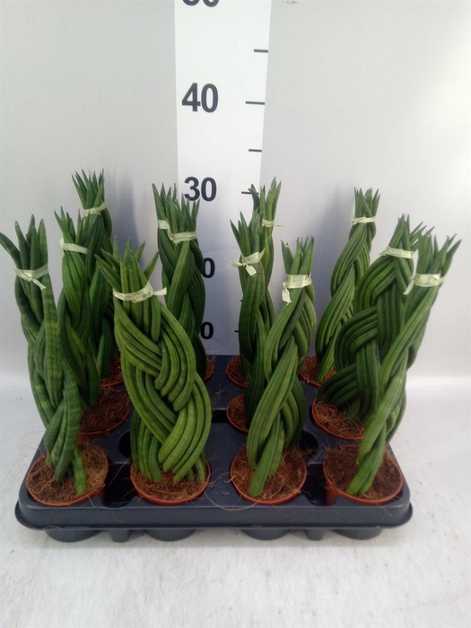 <h4>Sansevieria cyl. ...</h4>