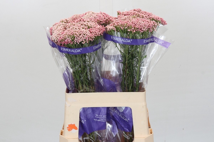 <h4>Ozothamnus Cooks Tall Pink</h4>