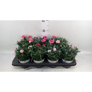 Dianthus  'Oscar'   ...mix