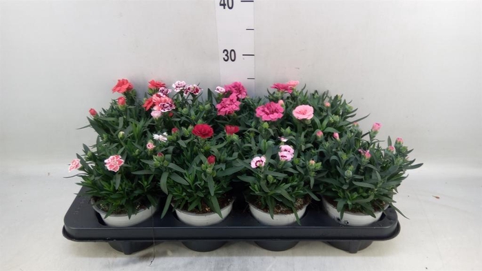 <h4>Dianthus  'Oscar'   ...mix</h4>