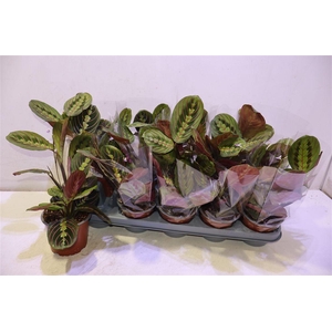 Maranta Fascinator