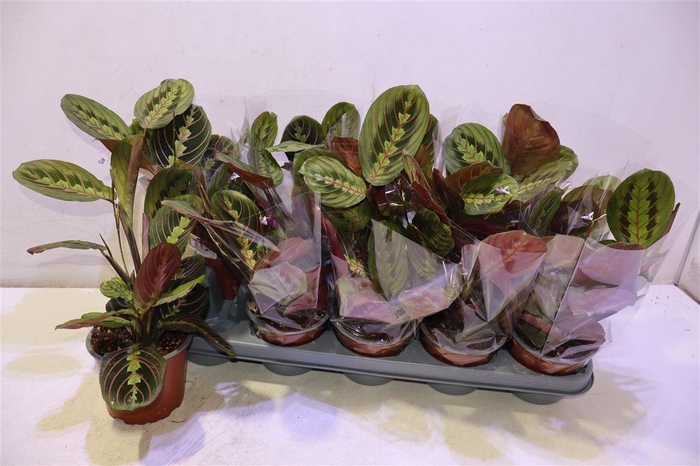 <h4>Maranta Fascinator</h4>