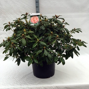 Rhodo. 'Virginia Richards' salmon