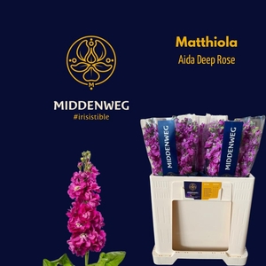 Matth Aida Deep Rose