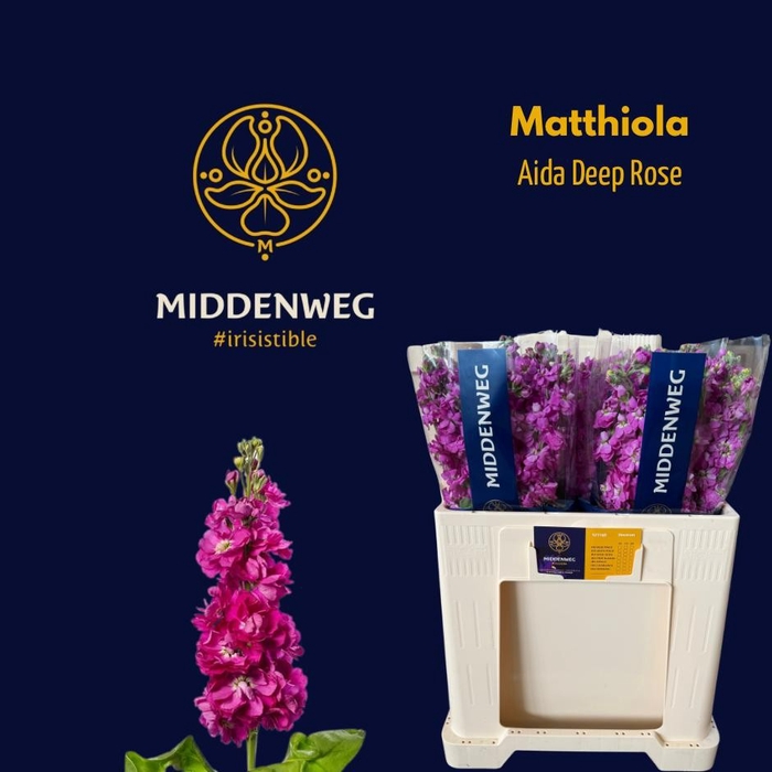 <h4>Matth Aida Deep Rose</h4>