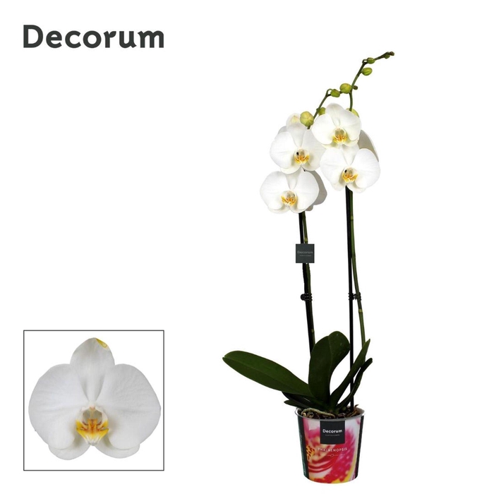 <h4>Phalaenopsis overig wit</h4>