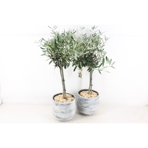 arr3 SN - Ker. pot brush XL Olijf x2