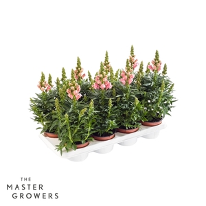 Antirrhinum majus roze