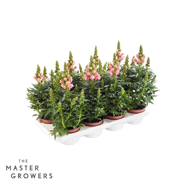 <h4>Antirrhinum majus roze</h4>