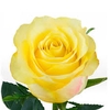 ROSA GOLDEN TOWER 060 CM AMARELO ESTUFA