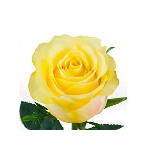 ROSA GOLDEN TOWER 050 CM AMARELO ESTUFA