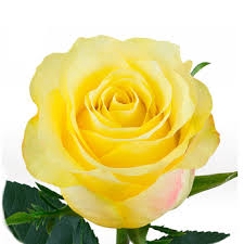 <h4>ROSA GOLDEN TOWER 060 CM AMARELO ESTUFA</h4>