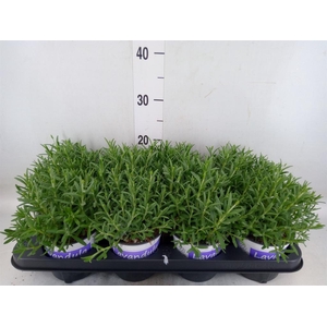 Lavandula angus. 'Hidcote'