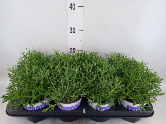 <h4>Lavandula angus. 'Hidcote'</h4>