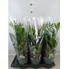 Zamioculcas zamiifolia