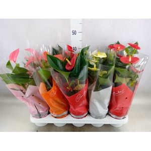 Anthurium   ...mix 4