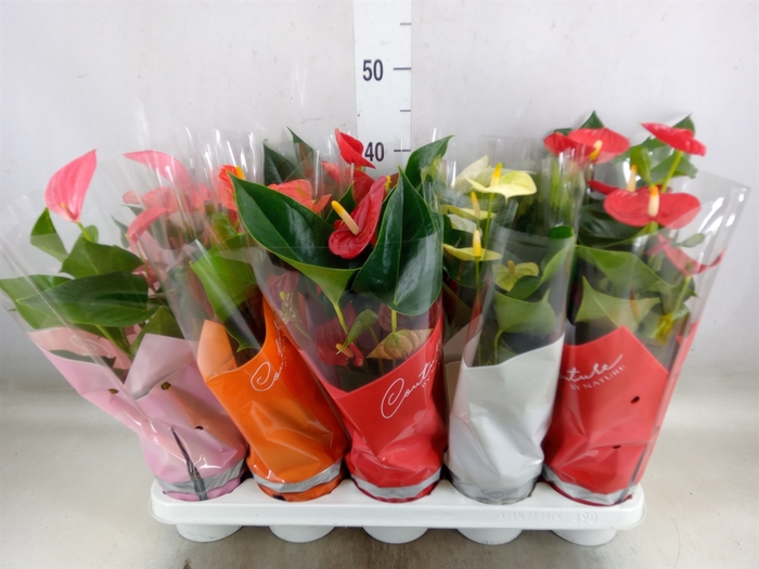 <h4>Anthurium   ...mix 4</h4>