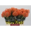 Nutans Ayoba Mandarin Zest