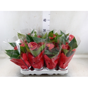 Anthurium andr. 'Success Red'