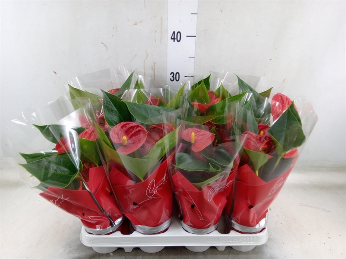 <h4>Anthurium andr. 'Success Red'</h4>