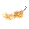 Scarlet Oak leaf preserved bleached white