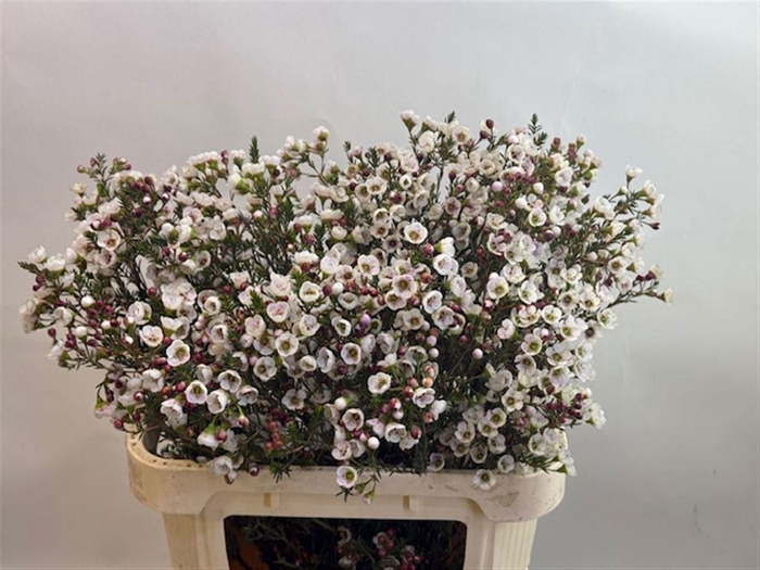 <h4>Chame Moonl Delight</h4>