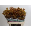 Anigozanthos Gold Fever