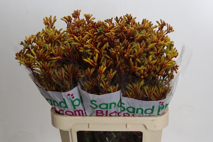 Kangaroo Paw Gold Fever