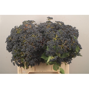 Viburnum  'Dark Blue Hermania'