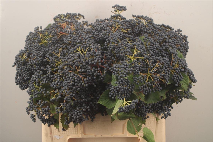 <h4>Viburnum 'Dark Blue Hermania'</h4>