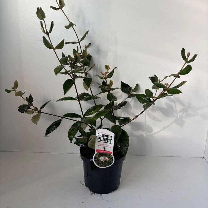 <h4>Viburnum burkwoodii</h4>