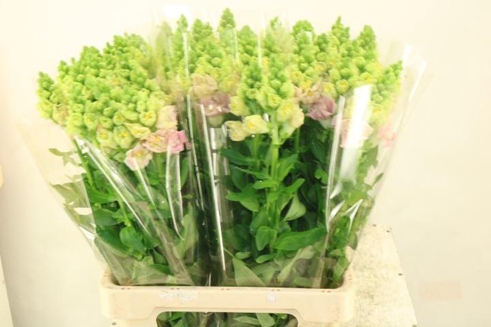 <h4>ANTIR SNAPSTAR PINK</h4>