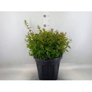 Abelia grandiflora