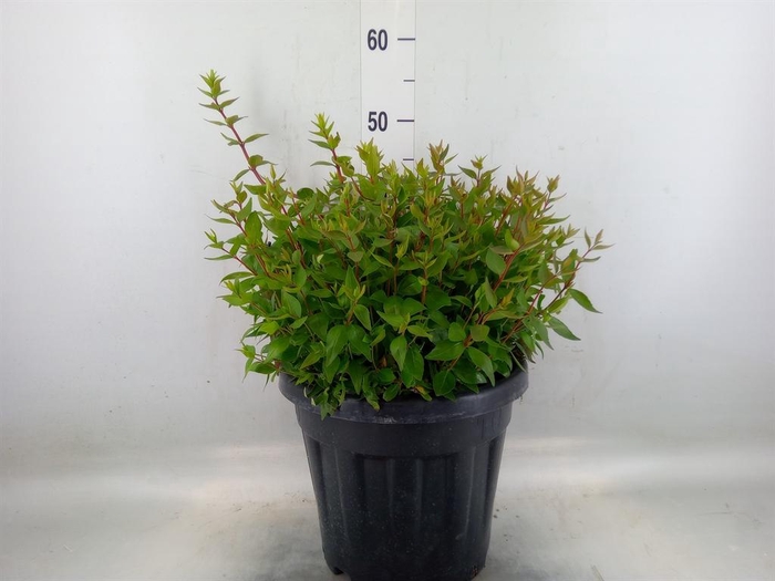 <h4>Abelia grandiflora</h4>