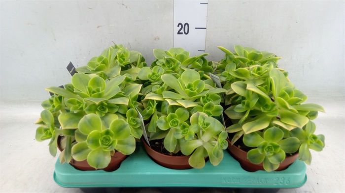 <h4>Aeonium   ...</h4>