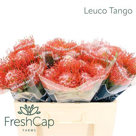 <h4>Leuco Tango</h4>