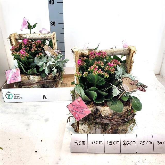 <h4>ARR TUINPLANTEN</h4>