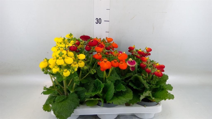 <h4>Calceolaria   ...</h4>