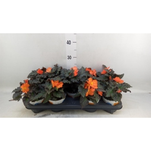 Begonia boliv. 'Encanto Orange'