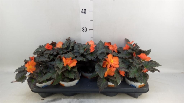 <h4>Begonia boliv. 'Encanto Orange'</h4>