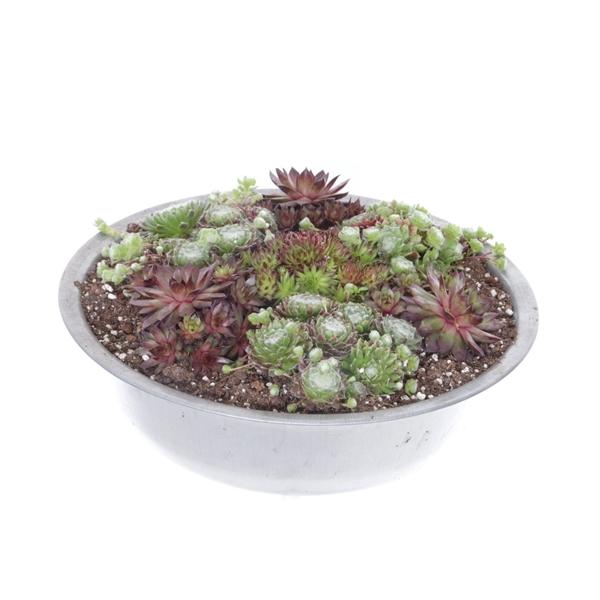 <h4>Sempervivum gemengd</h4>