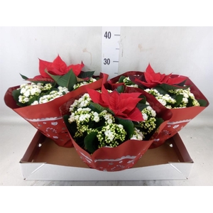 Kalanchoe blos. 'Calandiva Whites'