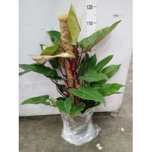 Philodendron  'Red Emerald'