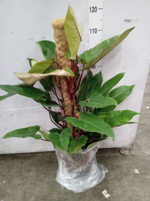 <h4>Philodendron  'Red Emerald'</h4>